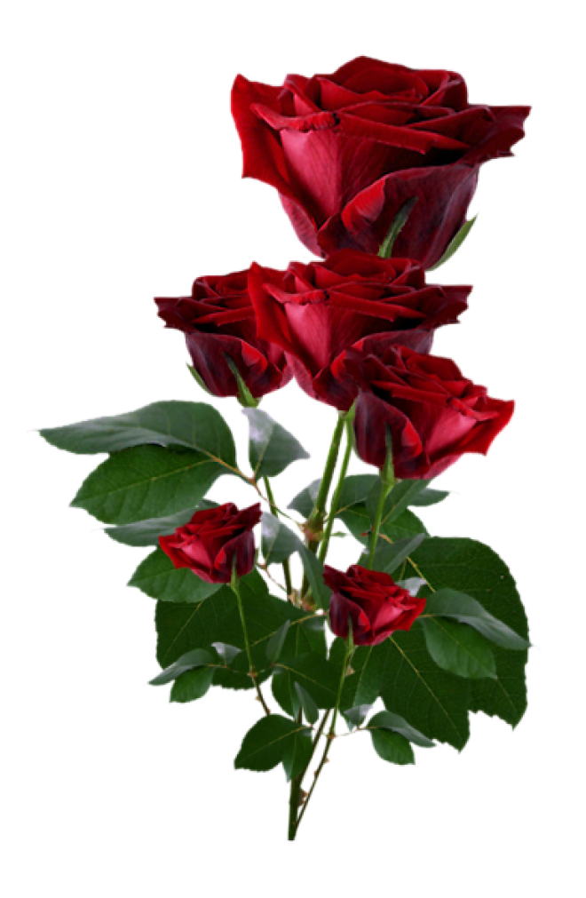 玫瑰_蔷薇_花朵_花_玫瑰花_rose_rose