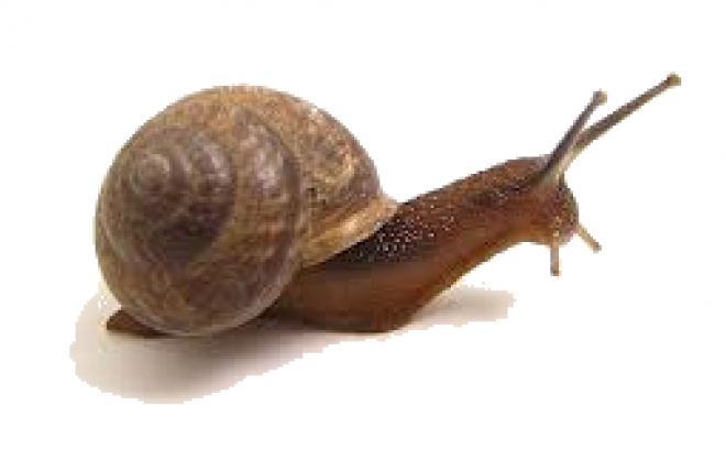 蜗牛_蜗娄牛_snails_snails