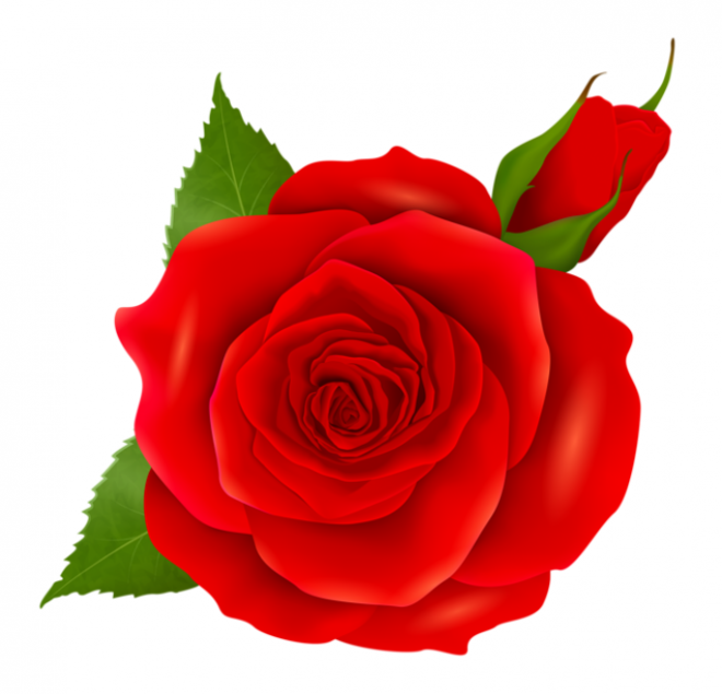 玫瑰_薔薇_花朵_花_玫瑰花_rose_rose