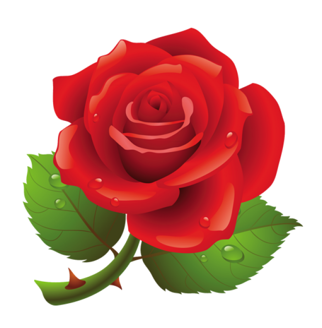 玫瑰_薔薇_花朵_花_玫瑰花_rose_rose