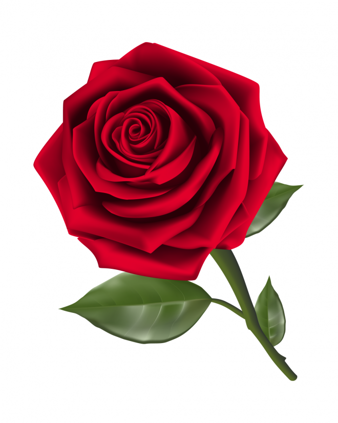 玫瑰_薔薇_花朵_花_玫瑰花_rose_rose
