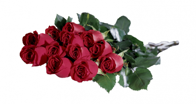 玫瑰_蔷薇_花朵_花_玫瑰花_rose_rose