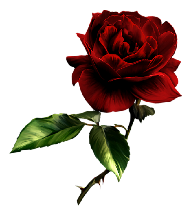 玫瑰_薔薇_花朵_花_玫瑰花_rose_rose
