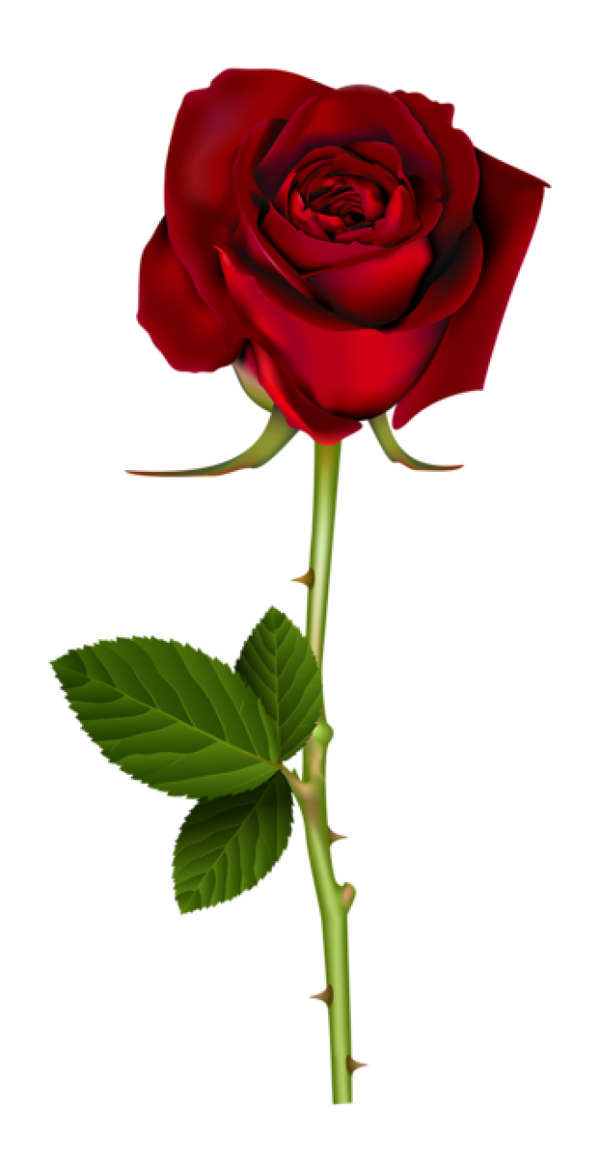玫瑰_蔷薇_花朵_花_玫瑰花_rose_rose
