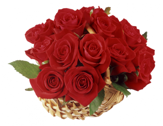 玫瑰_薔薇_花朵_花_玫瑰花_rose_rose