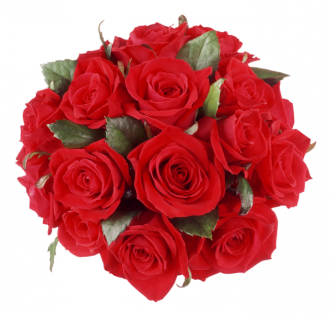 玫瑰_蔷薇_花朵_花_玫瑰花_rose_rose