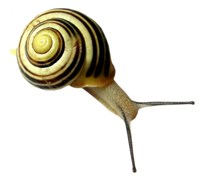 蜗牛_蜗娄牛_snails_snails