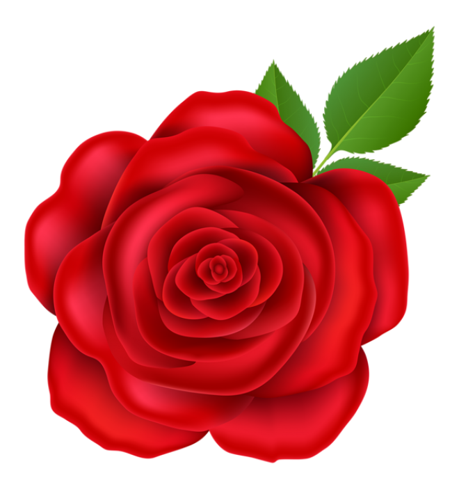 玫瑰_薔薇_花朵_花_玫瑰花_rose_rose