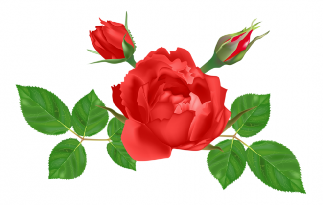 玫瑰_薔薇_花朵_花_玫瑰花_rose_rose