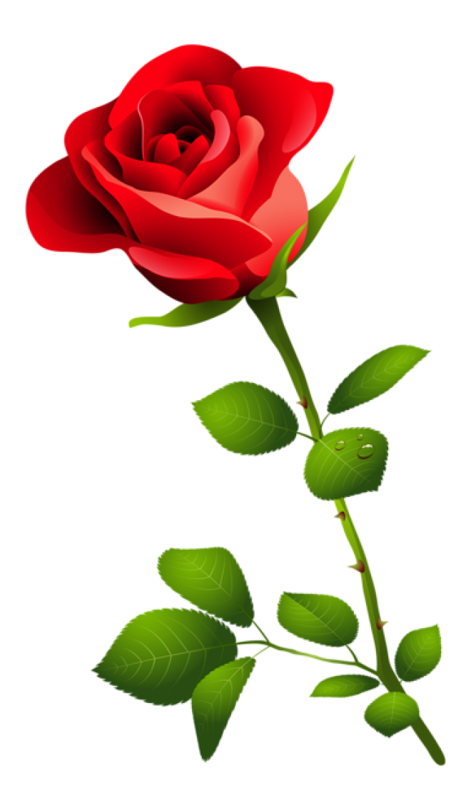 玫瑰_蔷薇_花朵_花_玫瑰花_rose_rose