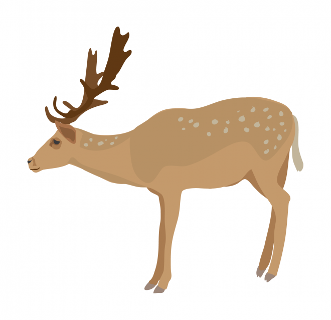 麋鹿_駝鹿_罕達(dá)犴_moose_moose