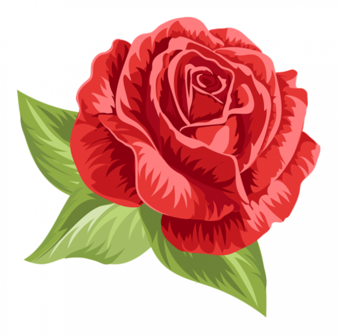 玫瑰_蔷薇_花朵_花_玫瑰花_rose_rose
