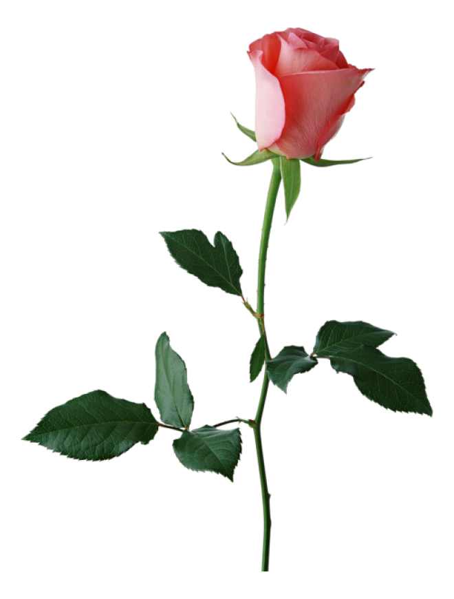 玫瑰_蔷薇_花朵_花_玫瑰花_rose_rose