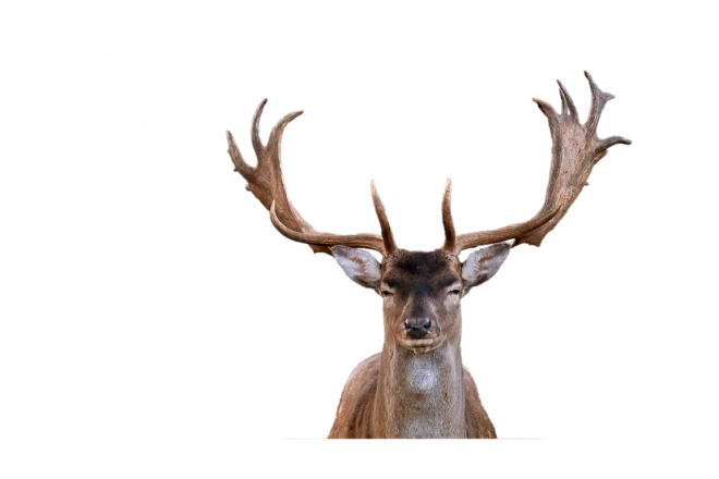 麋鹿_駝鹿_罕達犴_moose_moose
