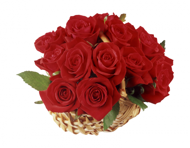 玫瑰_蔷薇_花朵_花_玫瑰花_rose_rose
