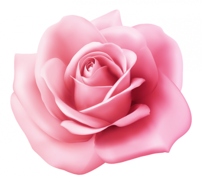 玫瑰_薔薇_花朵_花_玫瑰花_rose_rose