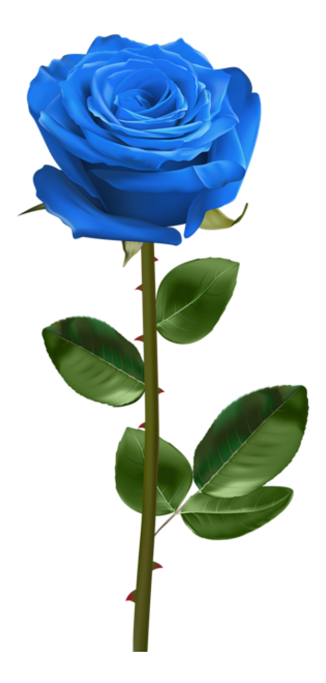玫瑰_薔薇_花朵_花_玫瑰花_rose_rose