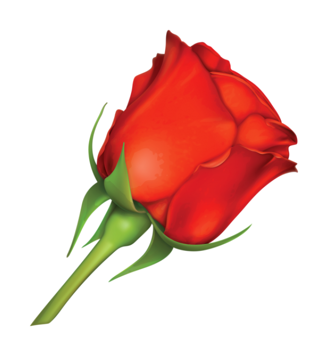 玫瑰_蔷薇_花朵_花_玫瑰花_rose_rose
