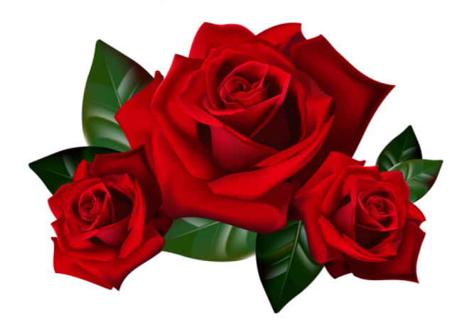 玫瑰_蔷薇_花朵_花_玫瑰花_rose_rose