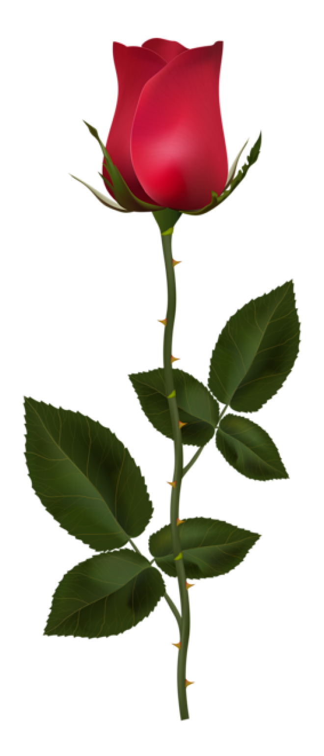 玫瑰_蔷薇_花朵_花_玫瑰花_rose_rose