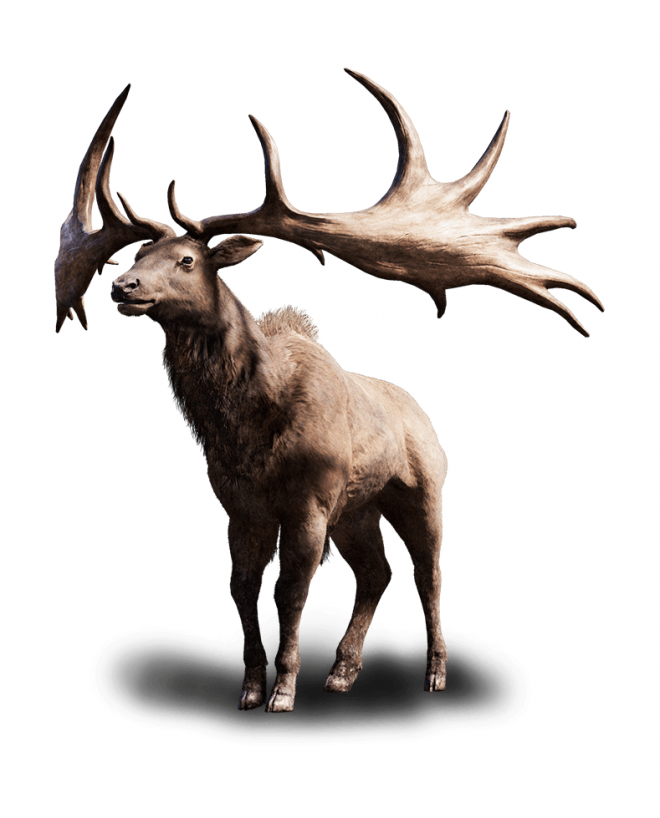 麋鹿_駝鹿_罕達犴_moose_moose