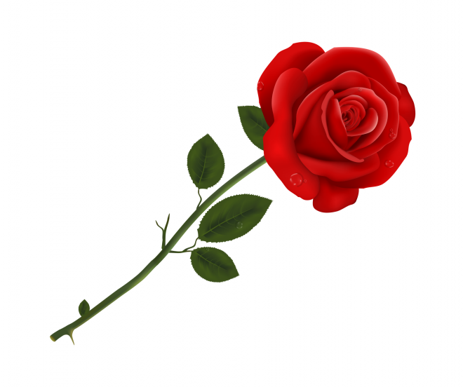玫瑰_薔薇_花朵_花_玫瑰花_rose_rose