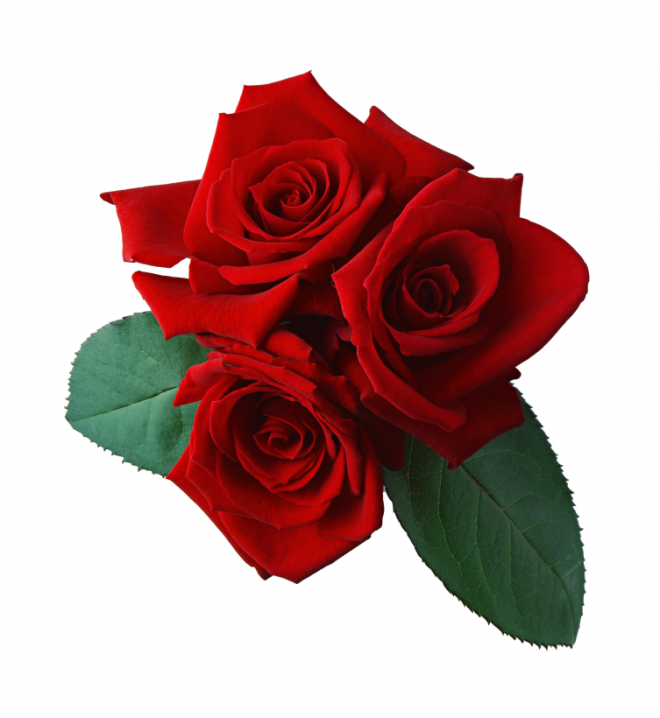 玫瑰_薔薇_花朵_花_玫瑰花_rose_rose