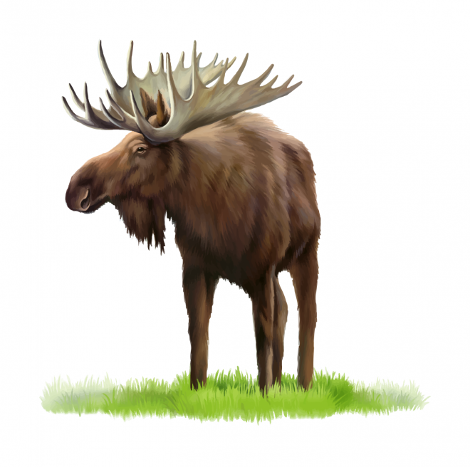 麋鹿_駝鹿_罕達犴_moose_moose