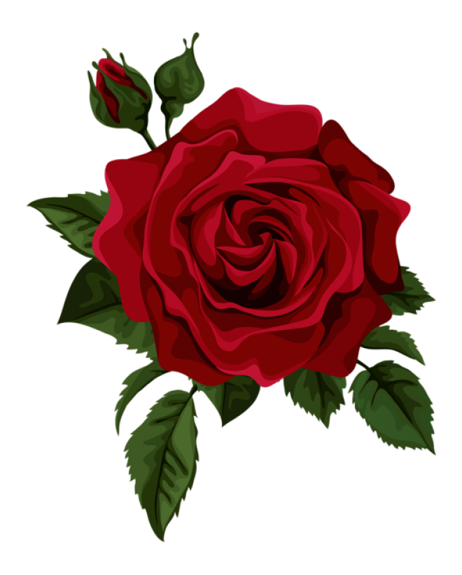 玫瑰_蔷薇_花朵_花_玫瑰花_rose_rose