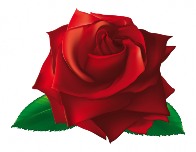 玫瑰_蔷薇_花朵_花_玫瑰花_rose_rose