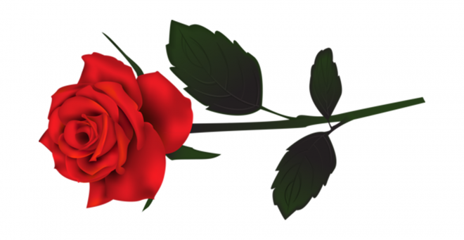 玫瑰_蔷薇_花朵_花_玫瑰花_rose_rose