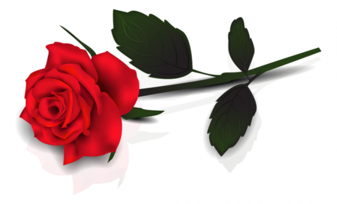 玫瑰_蔷薇_花朵_花_玫瑰花_rose_rose