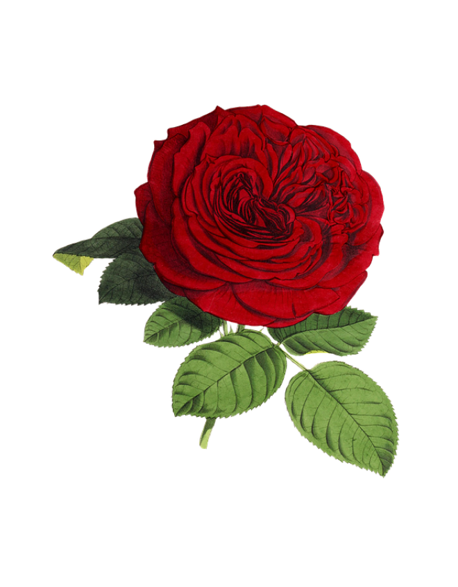 玫瑰_蔷薇_花朵_花_玫瑰花_rose_rose