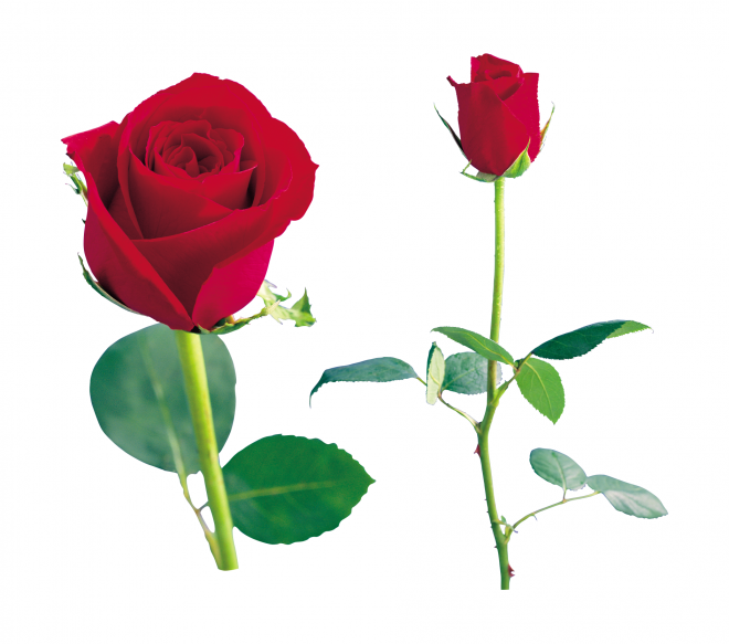 玫瑰_蔷薇_花朵_花_玫瑰花_rose_rose