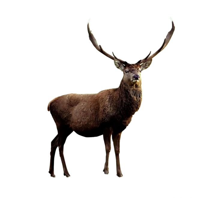 麋鹿_駝鹿_罕達犴_moose_moose