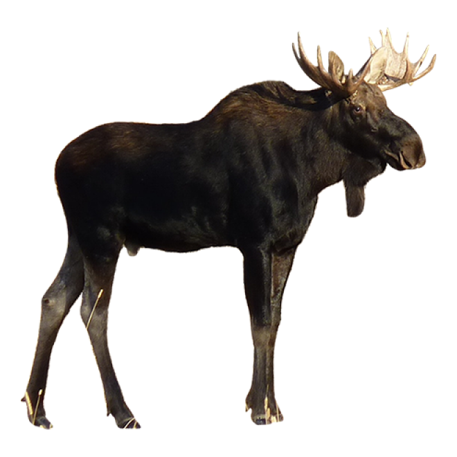 麋鹿_駝鹿_罕達(dá)犴_moose_moose