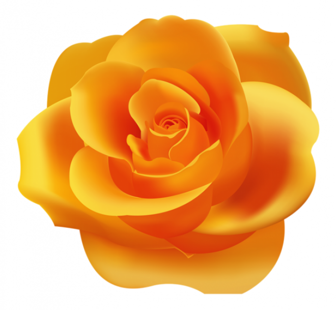 玫瑰_蔷薇_花朵_花_玫瑰花_rose_rose