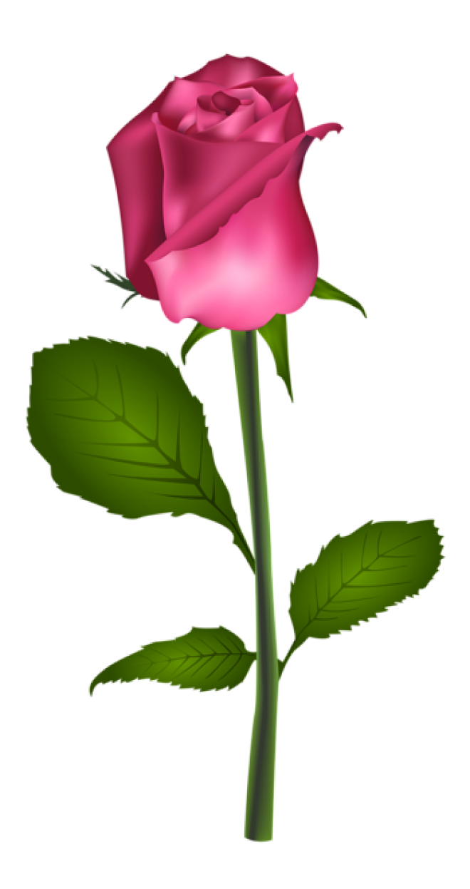 玫瑰_薔薇_花朵_花_玫瑰花_rose_rose