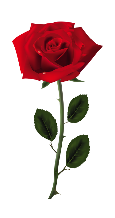 玫瑰_薔薇_花朵_花_玫瑰花_rose_rose