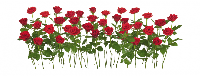 玫瑰_薔薇_花朵_花_玫瑰花_rose_rose