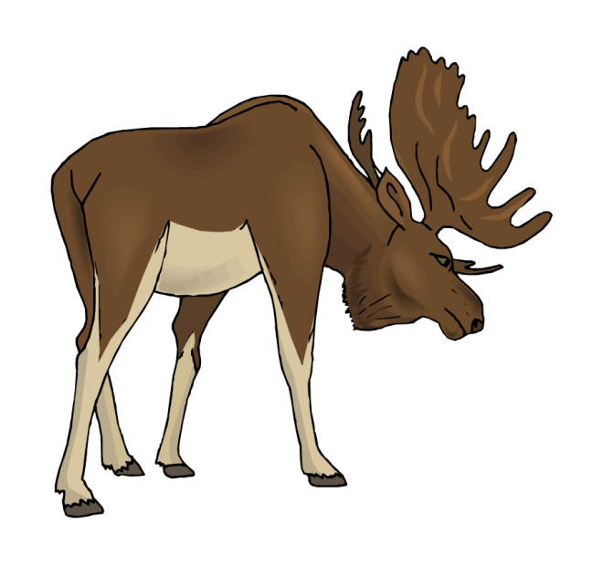 麋鹿_駝鹿_罕達犴_moose_moose