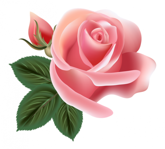 玫瑰_薔薇_花朵_花_玫瑰花_rose_rose