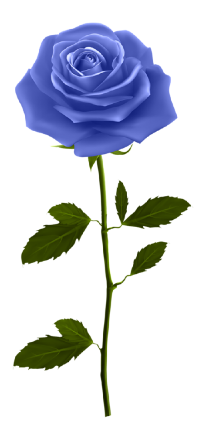 玫瑰_薔薇_花朵_花_玫瑰花_rose_rose