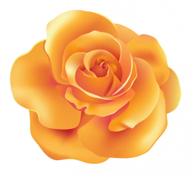 玫瑰_薔薇_花朵_花_玫瑰花_rose_rose