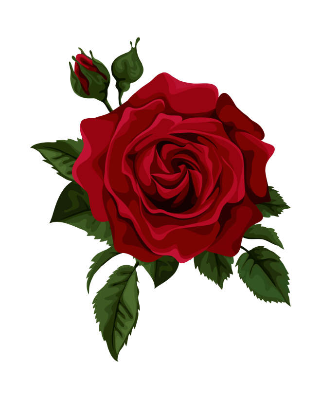 玫瑰_薔薇_花朵_花_玫瑰花_rose_rose