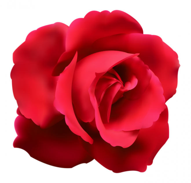 玫瑰_薔薇_花朵_花_玫瑰花_rose_rose