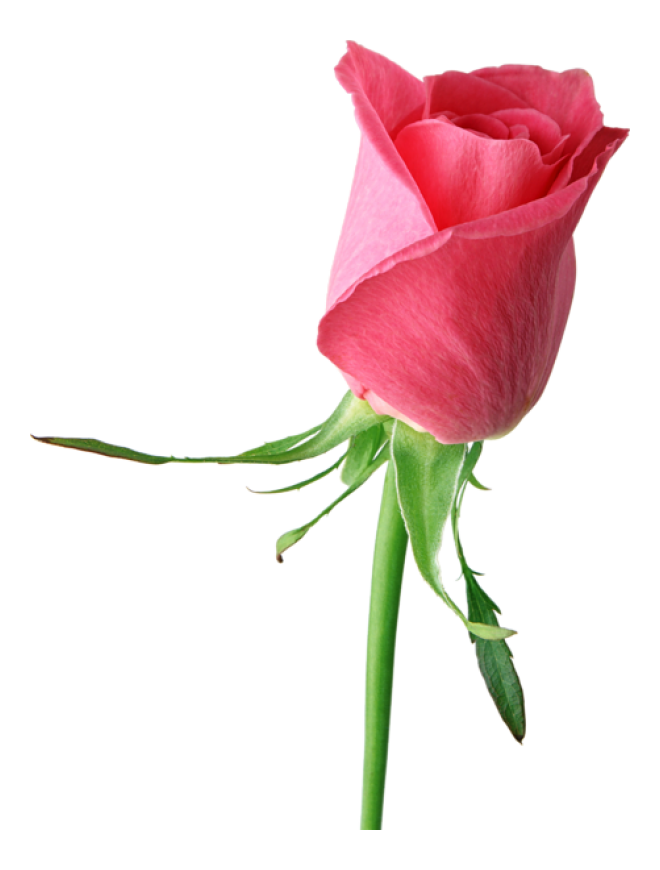 玫瑰_薔薇_花朵_花_玫瑰花_rose_rose