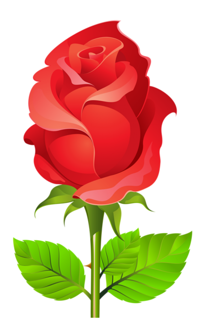 玫瑰_薔薇_花朵_花_玫瑰花_rose_rose