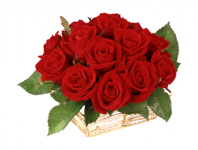 玫瑰_蔷薇_花朵_花_玫瑰花_rose_rose
