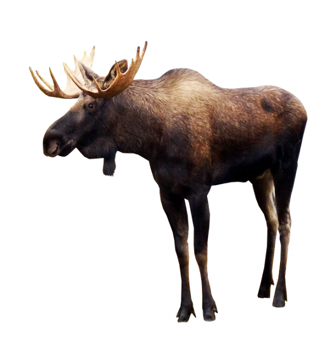 麋鹿_駝鹿_罕達犴_moose_moose